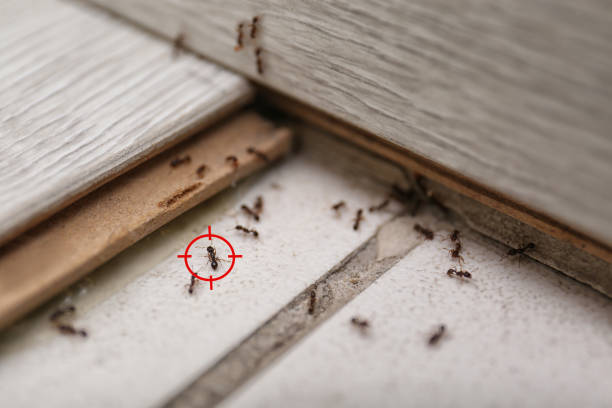 Best Pest Prevention Services  in West Alexandria, OH