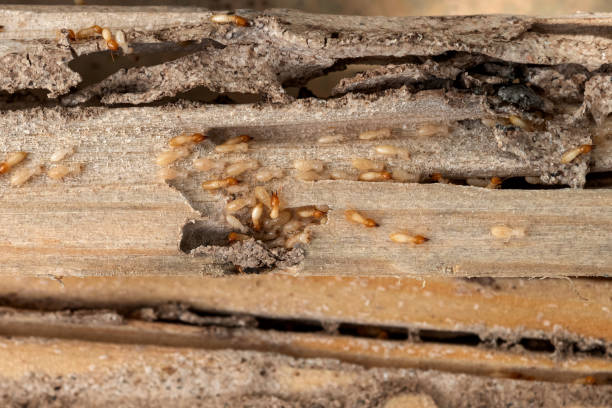 Best Bed Bug Extermination  in West Alexandria, OH