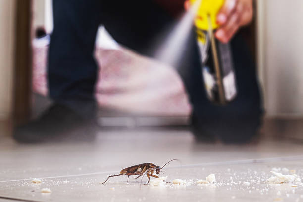 Reliable West Alexandria, OH Pest Control Solutions
