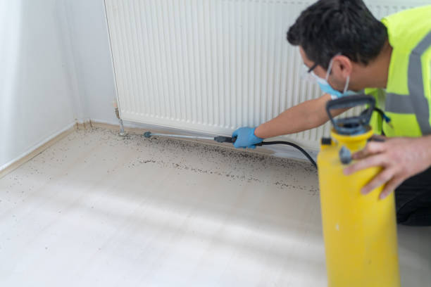 Best Termite Control Services  in West Alexandria, OH